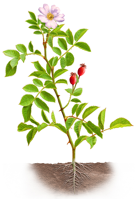 Ilustración rosal silvestre David Menendez