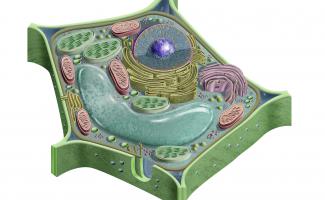 Ilustración celula vegetal