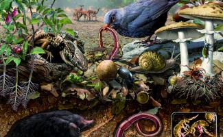 Ilustración ecosistema suelo
