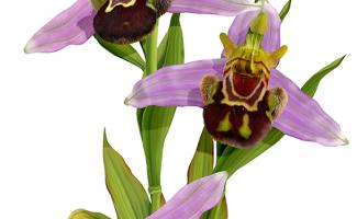  ilustracion ophrys apifera