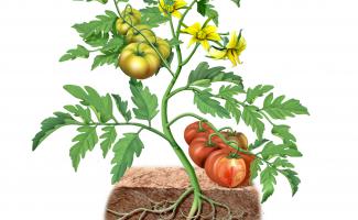 Ilustración planta de tomate