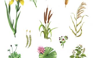 Ilustración plantas